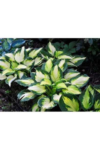 Хоста Колор Фестівал